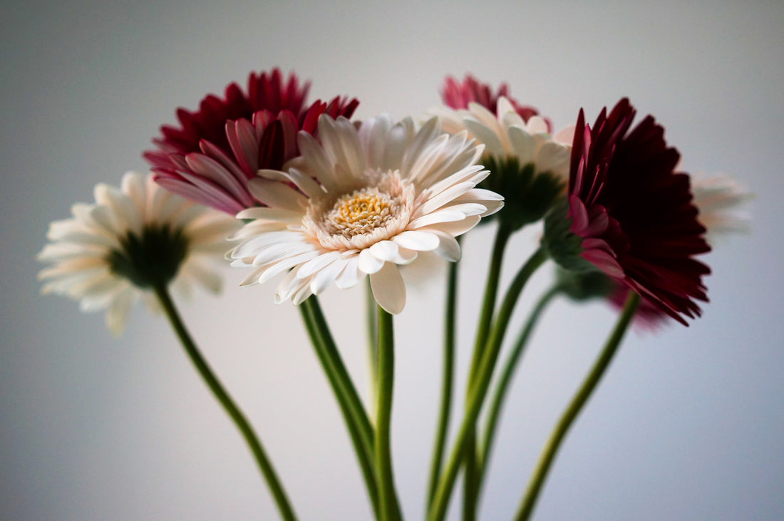 Gerbera Flowers