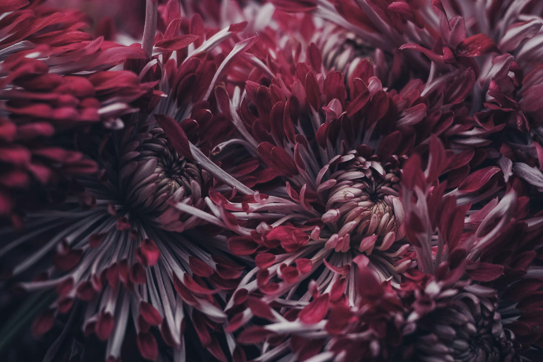 Maroon chrysanthemums