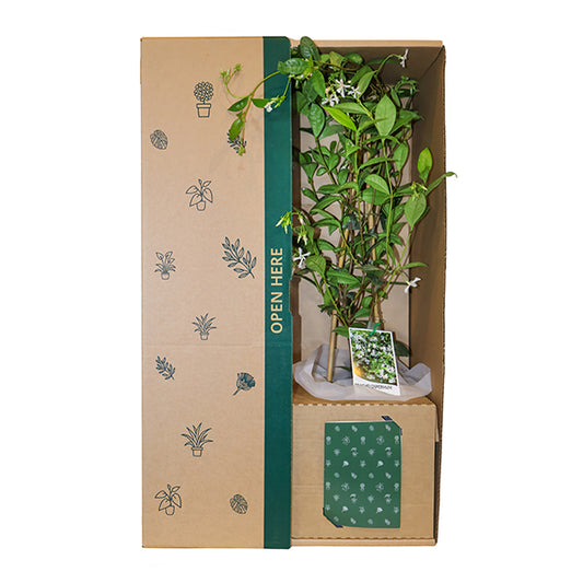 Jasmine White Flowers