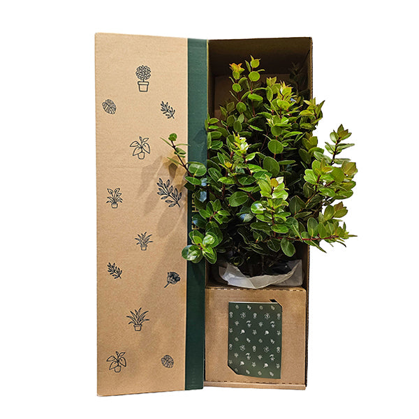 Metrosideros Vibrant Orange/Red Flowers