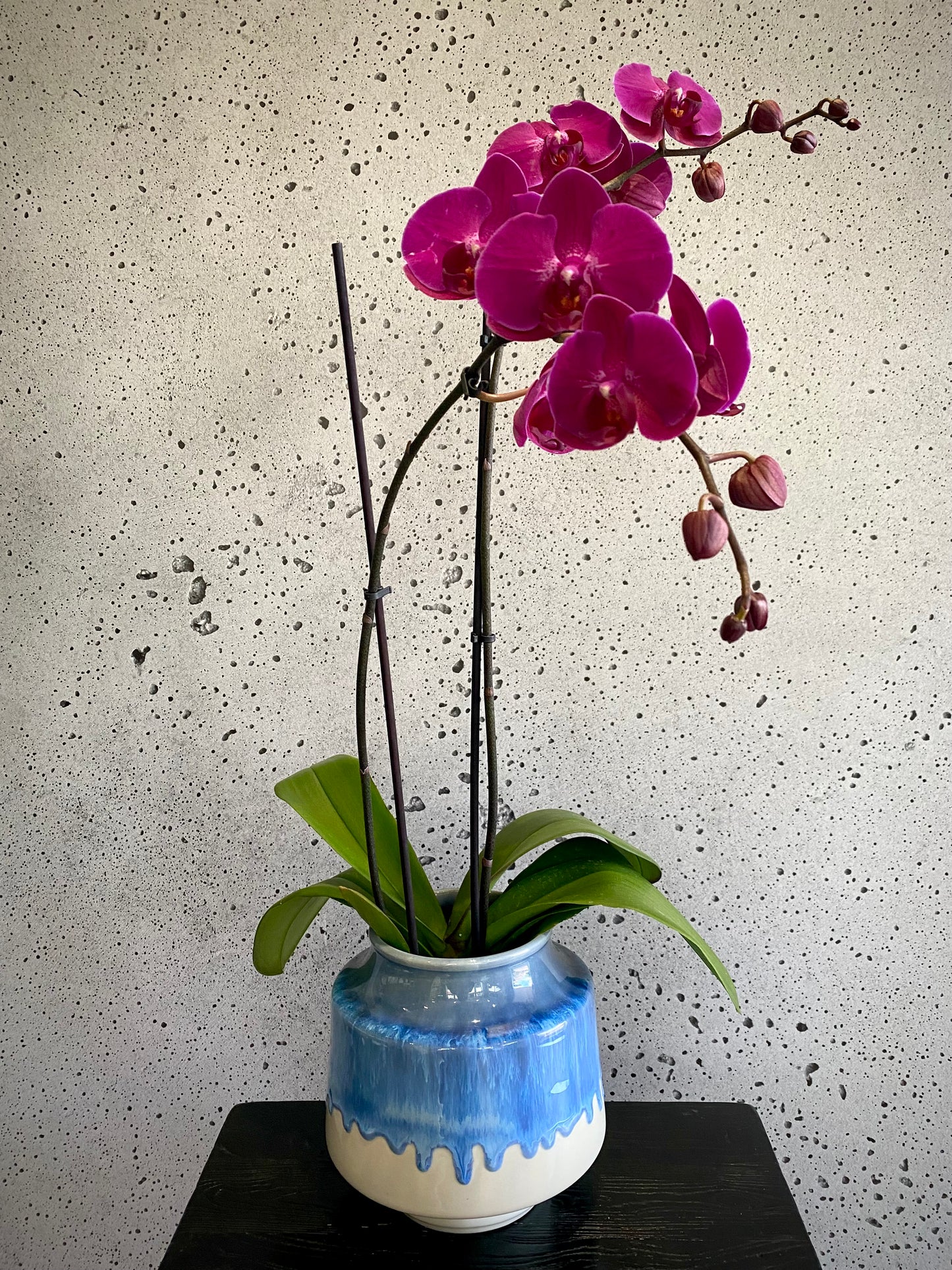 Retro Orchid Set
