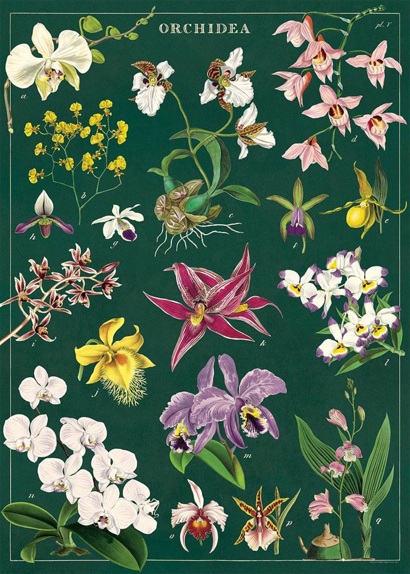 Cavallini Vintage Posters