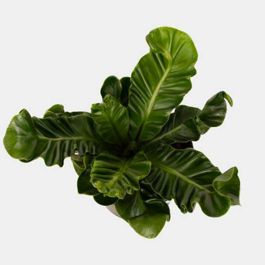 Cobra Plant Set