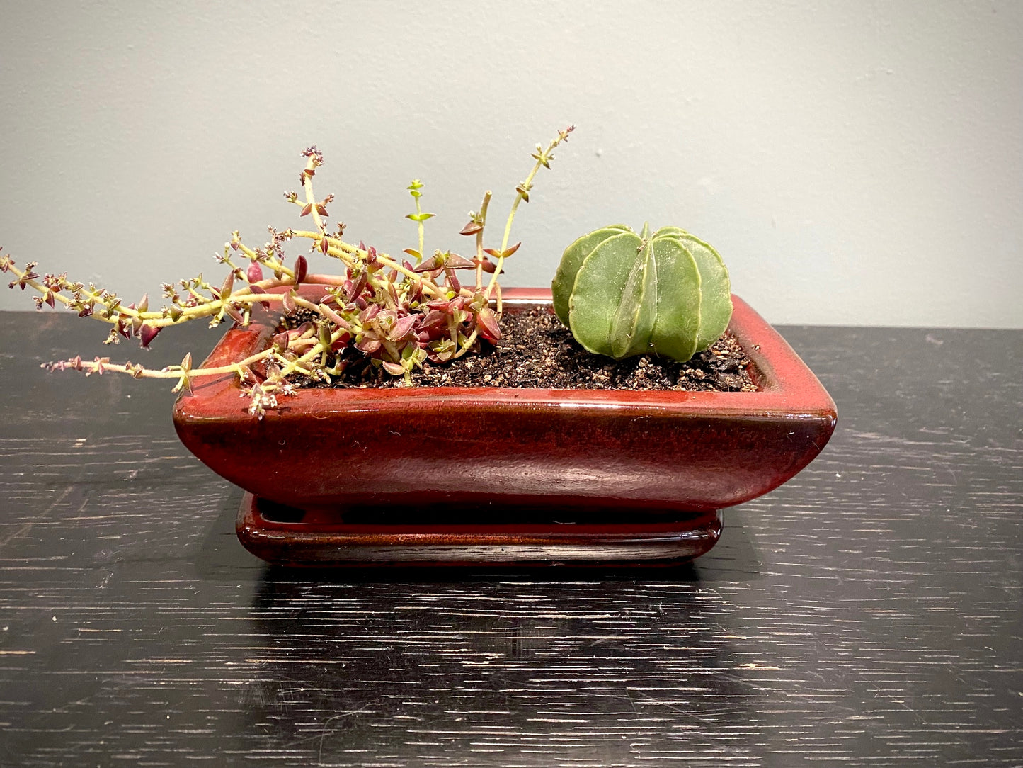 Mini Cactus Set