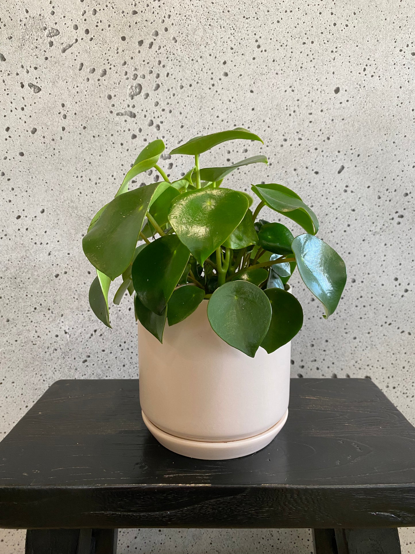Raindrop Peperomia