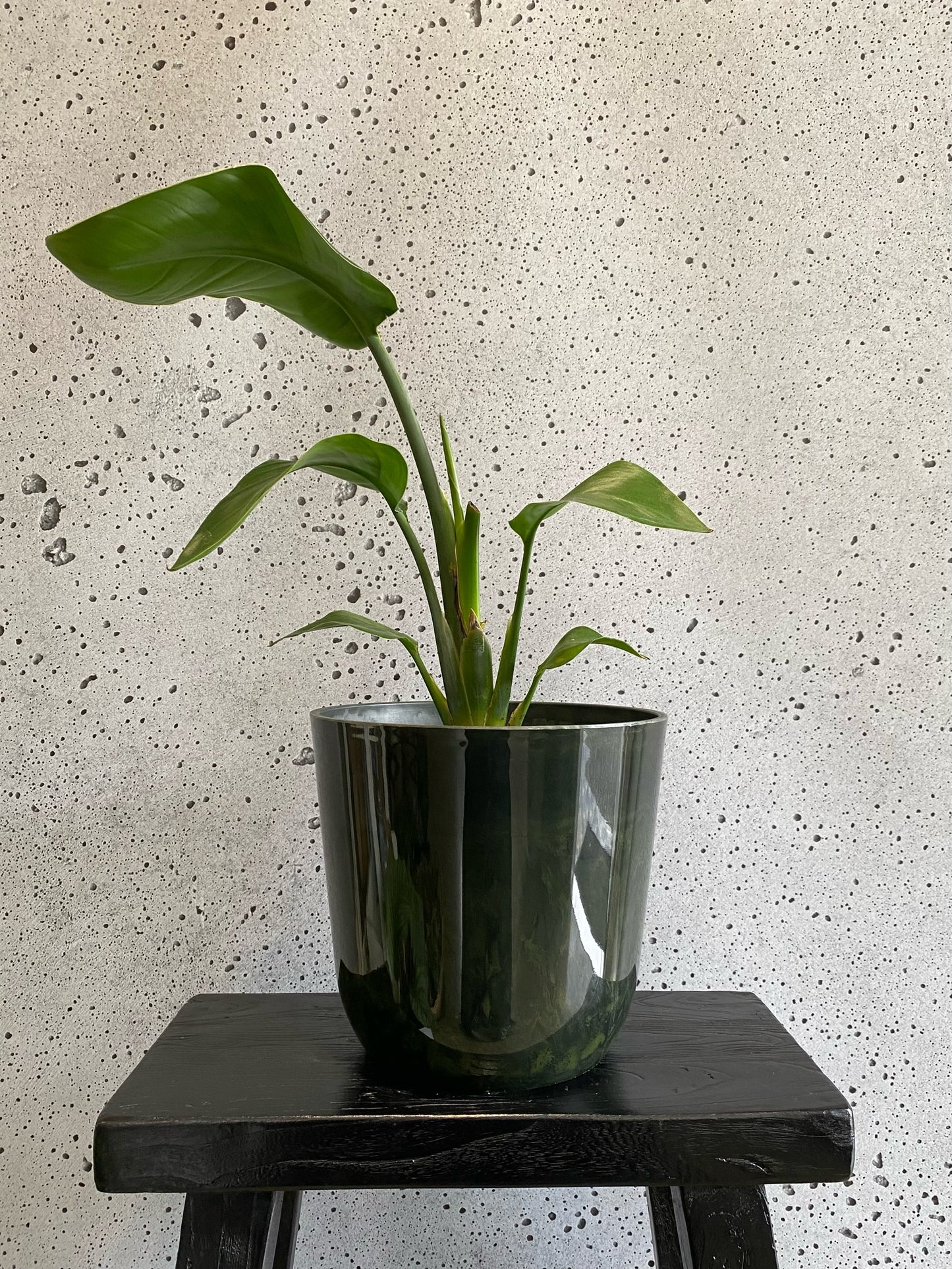 White Bird of Paradise (Small)