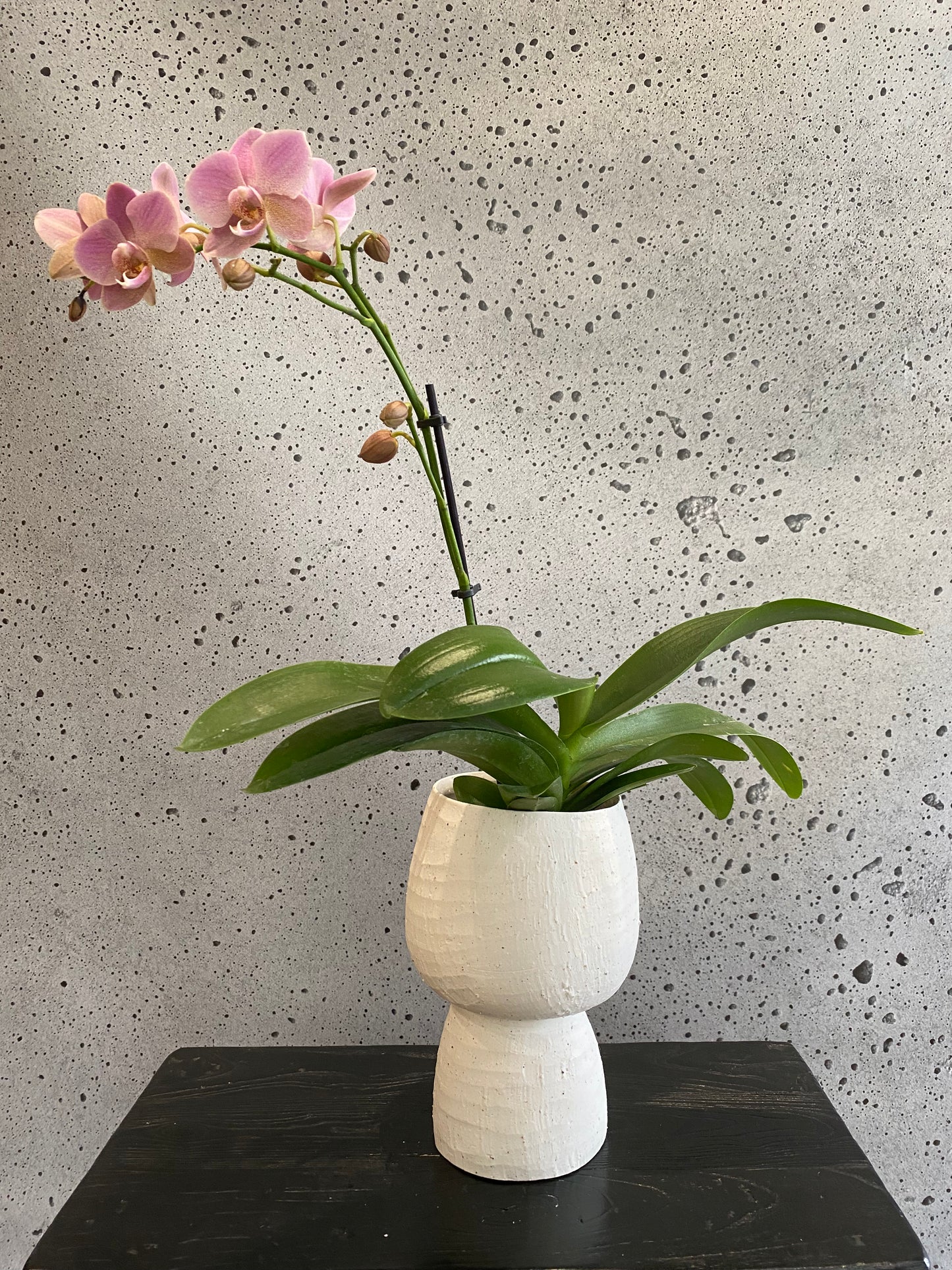 Mini Orchid Set