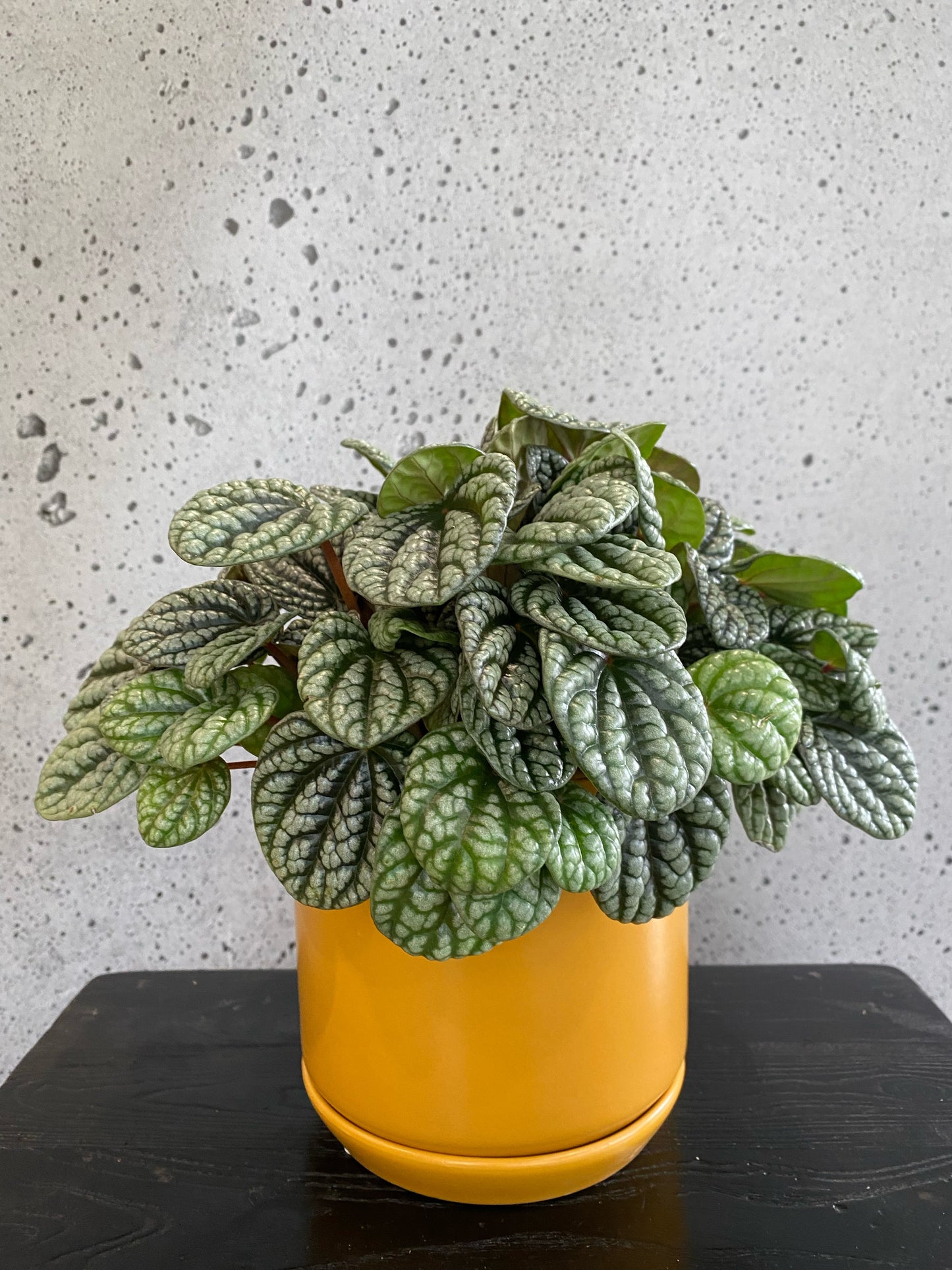 Peperomia Burbella