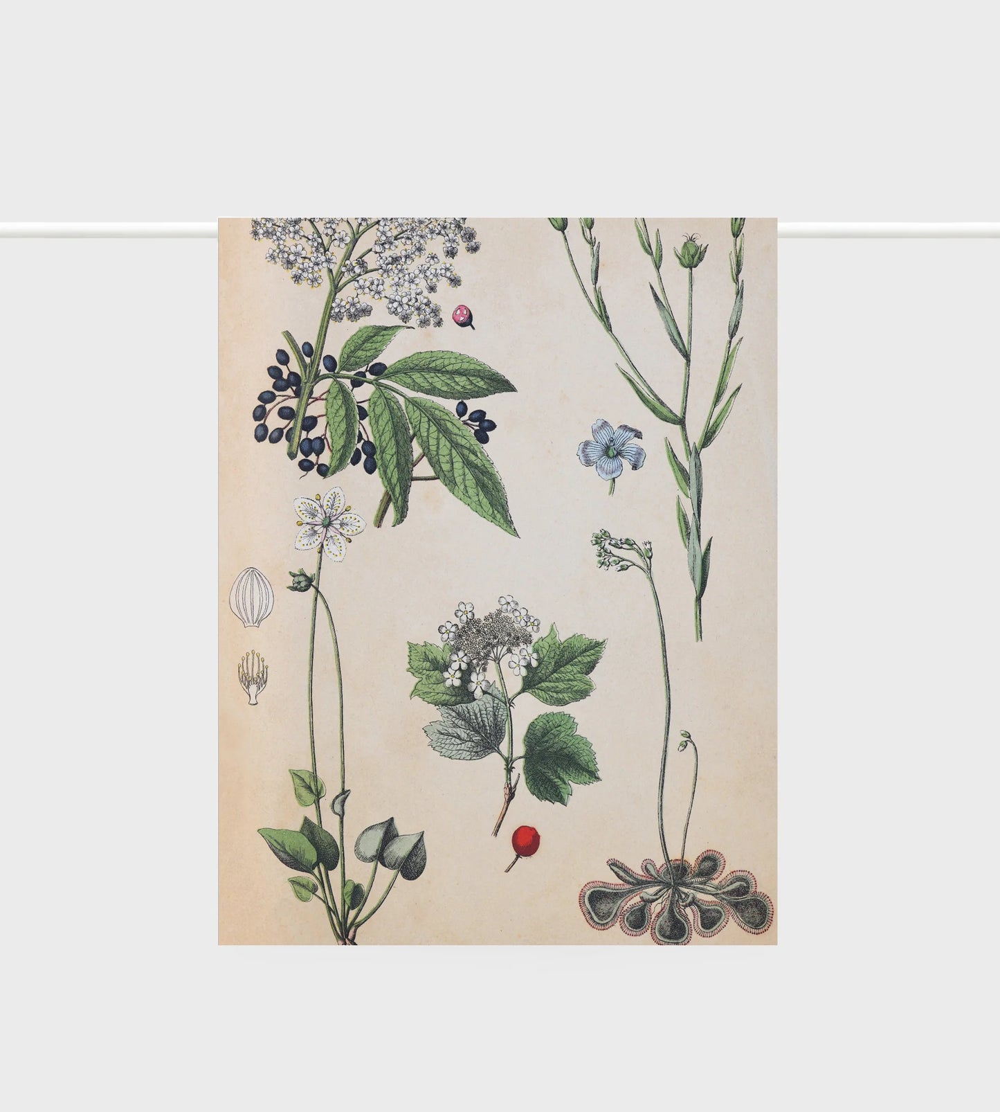 Linen Botanical Tea Towel