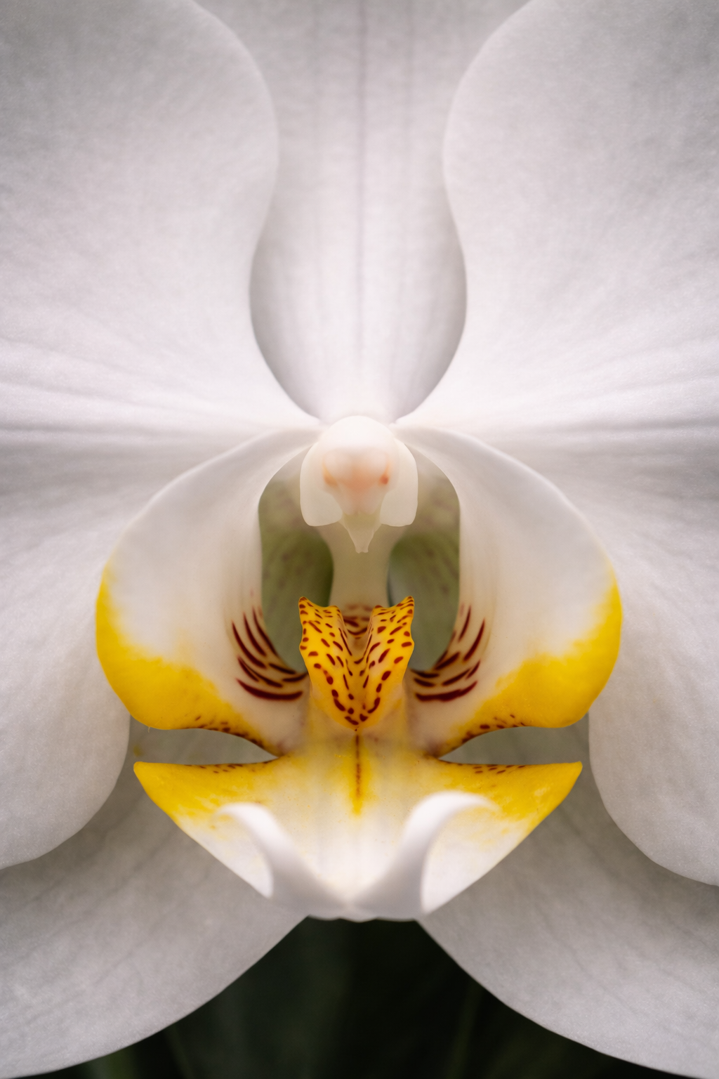Phalaenopsis Orchid โ Elegant Living Gift