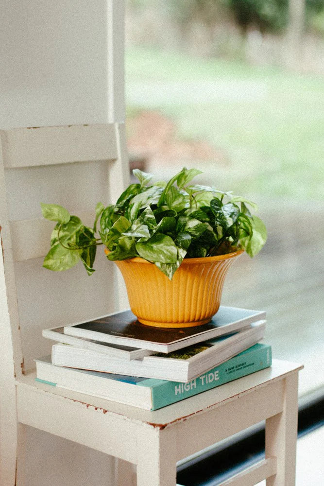 Eden planter (large)