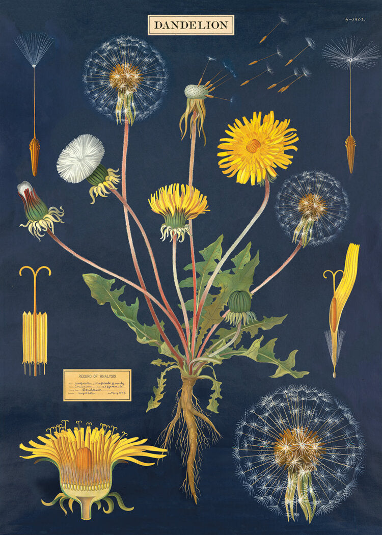 Cavallini Vintage Posters