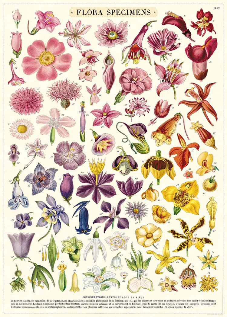 Cavallini Vintage Posters