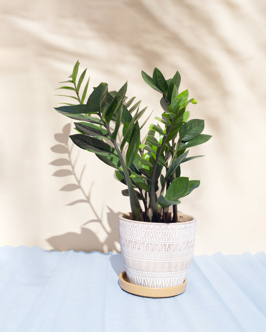 Zamioculcas Green house plant in a white ceramic cover pot