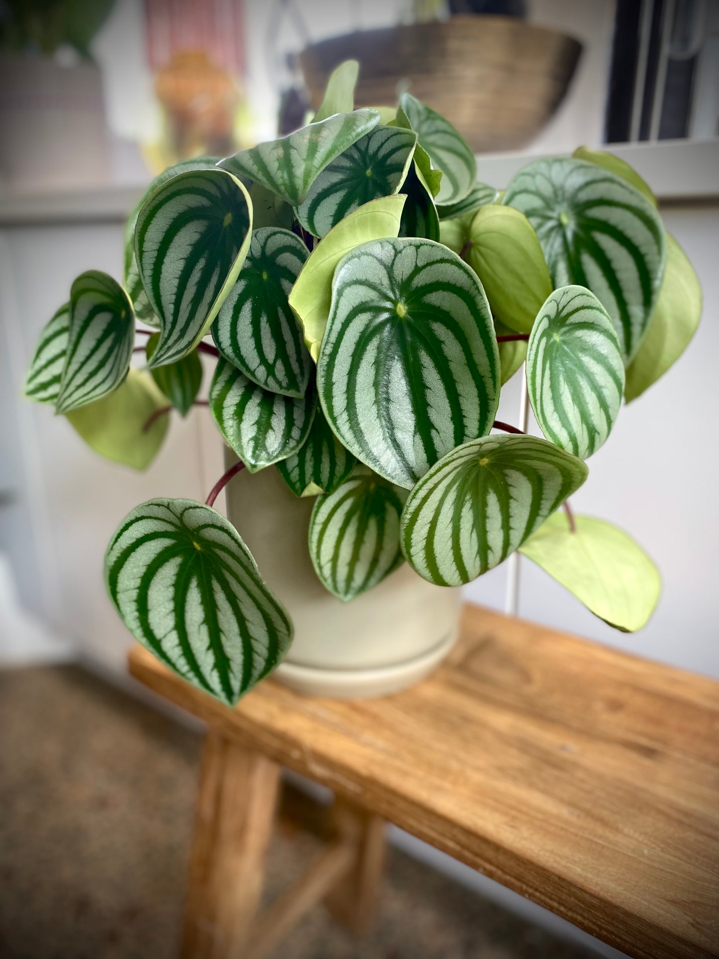 Peperomia watermelon house plant