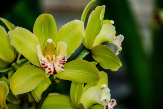 Cymbidium Orchids