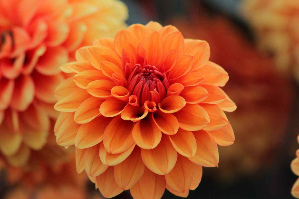 Orange Dahlia Flower