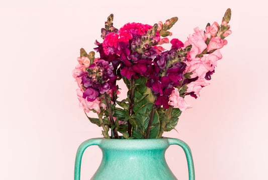 Snapdragon Fresh Flowers Pink in Vase