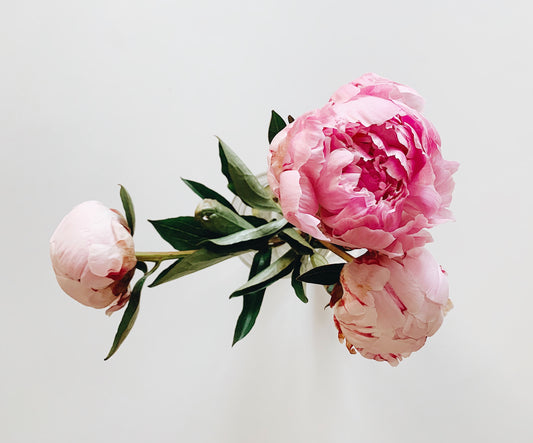 Peonies