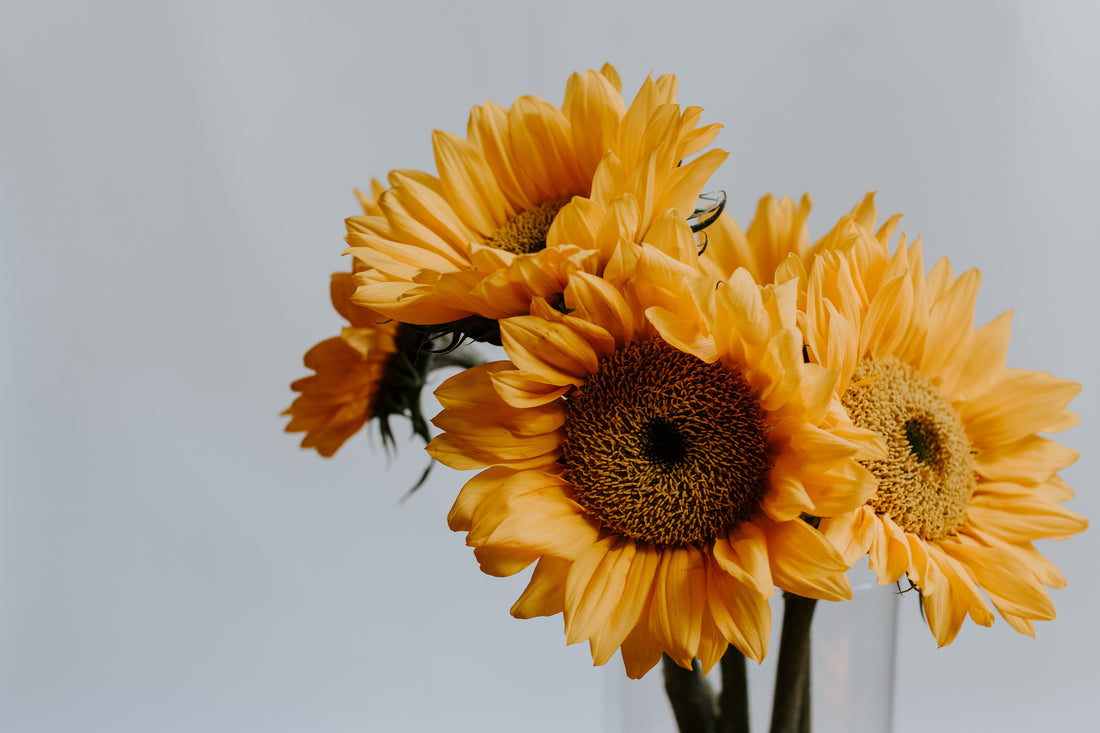 Fresh Sun Flowers