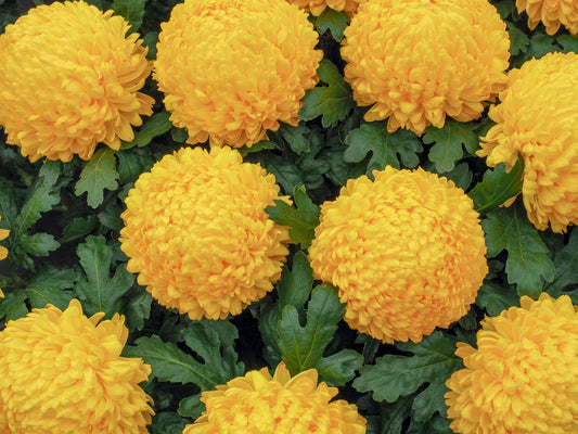 Chrysanthemum