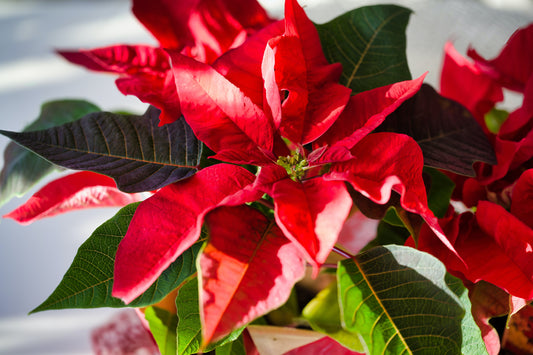 Poinsettia House Plant