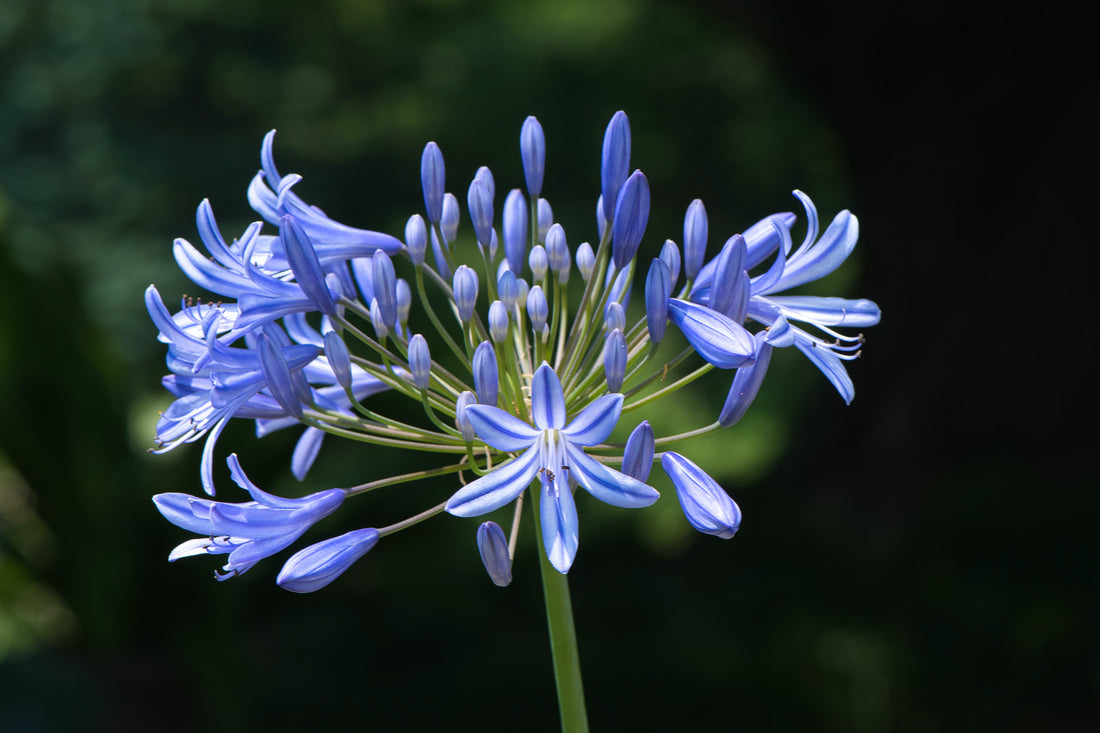 Agapanthus