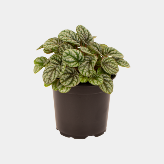House plants