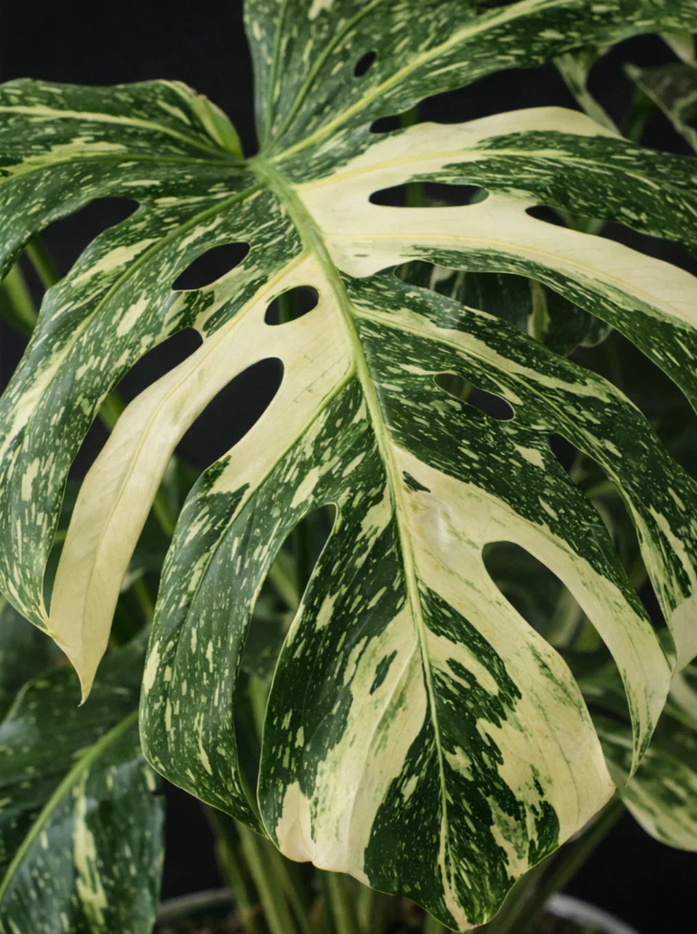 The Premium Plant Collection (NZ-wide delivery)