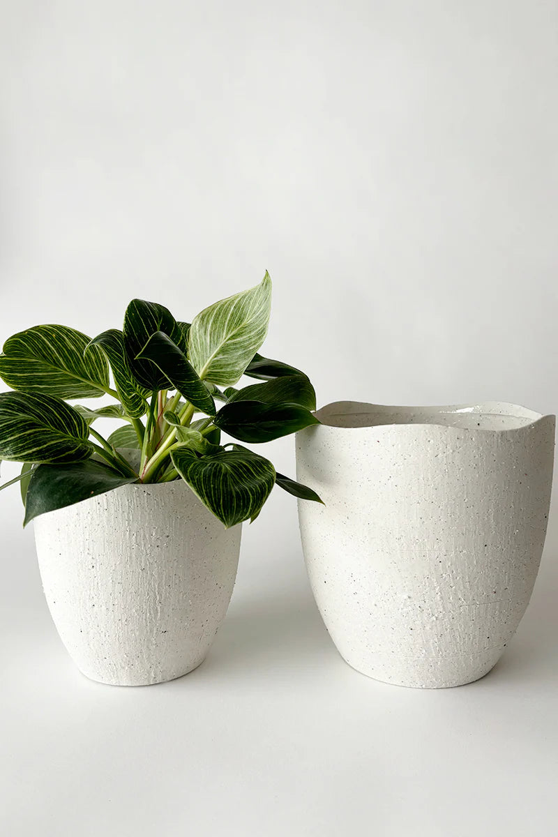 Rhea planter