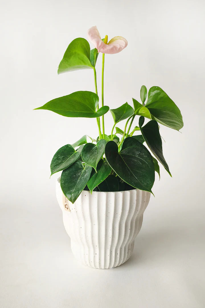 Olympia Planter