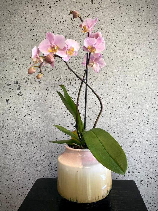 Retro Orchid Set