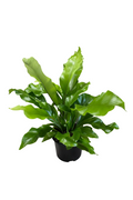 Asplenium Nidus Avis “Birds Nest Fern” 14 CM