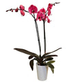 Orchid Standard 12 CM