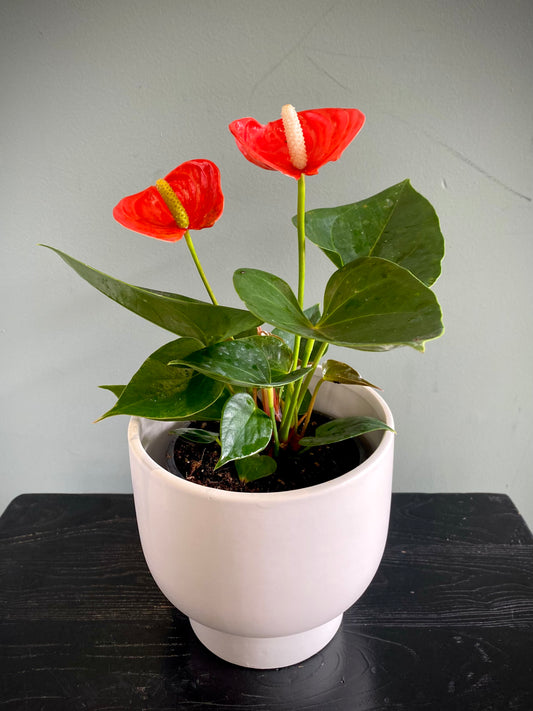 Anthurium
