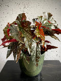 Begonia Palemo Set