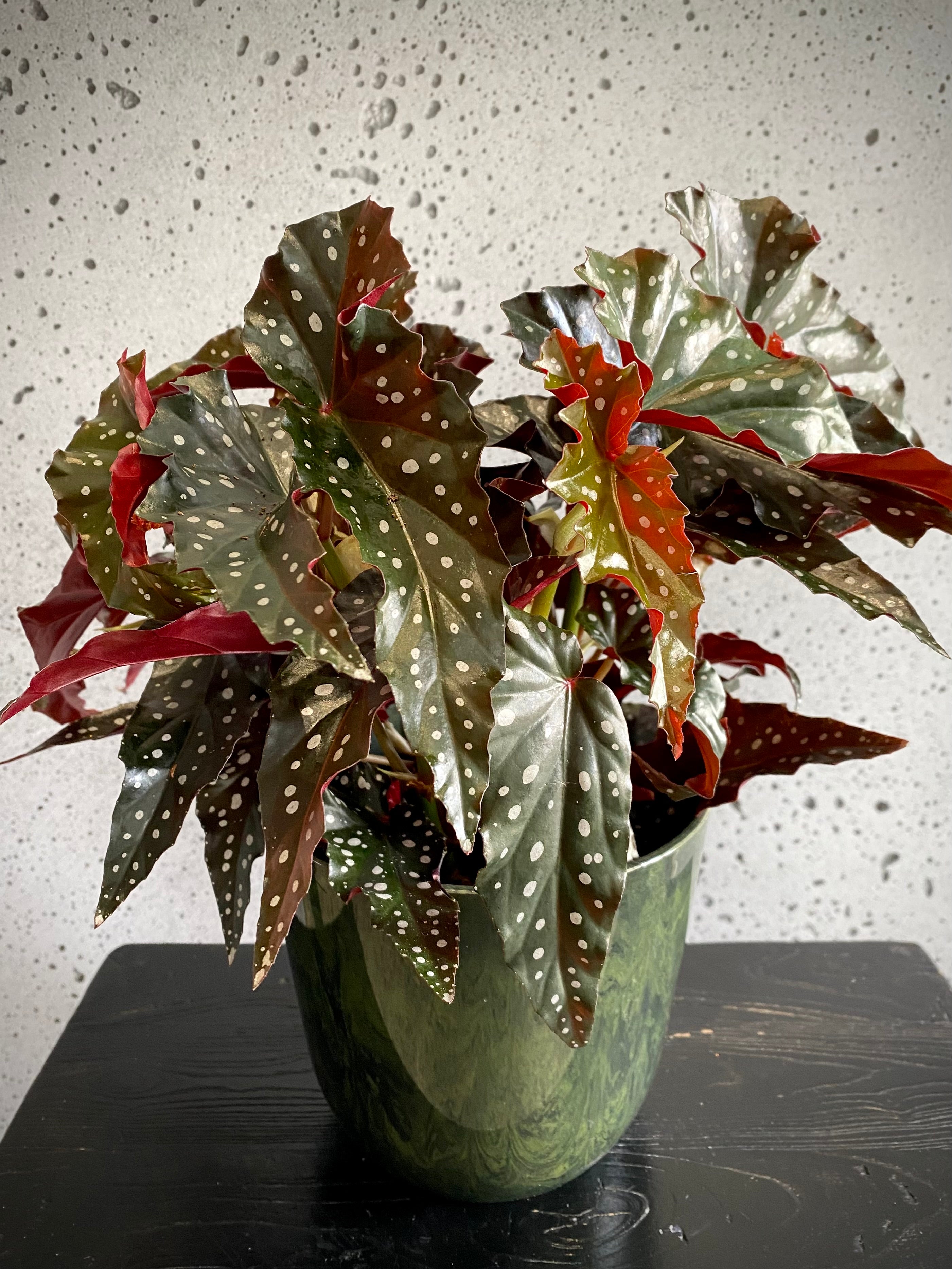 Begonia Palemo Set