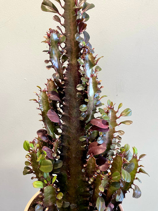 Florence plant set – style 2