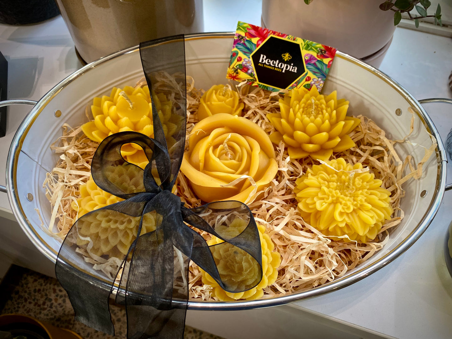 Beetopia Gift Set