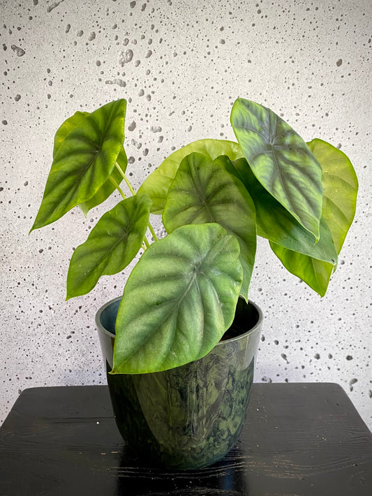 Alocasia Green Shield