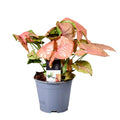 Syngonium Red Heart 14 CM