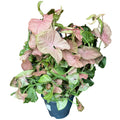 Syngonium Red Heart 16 CM
