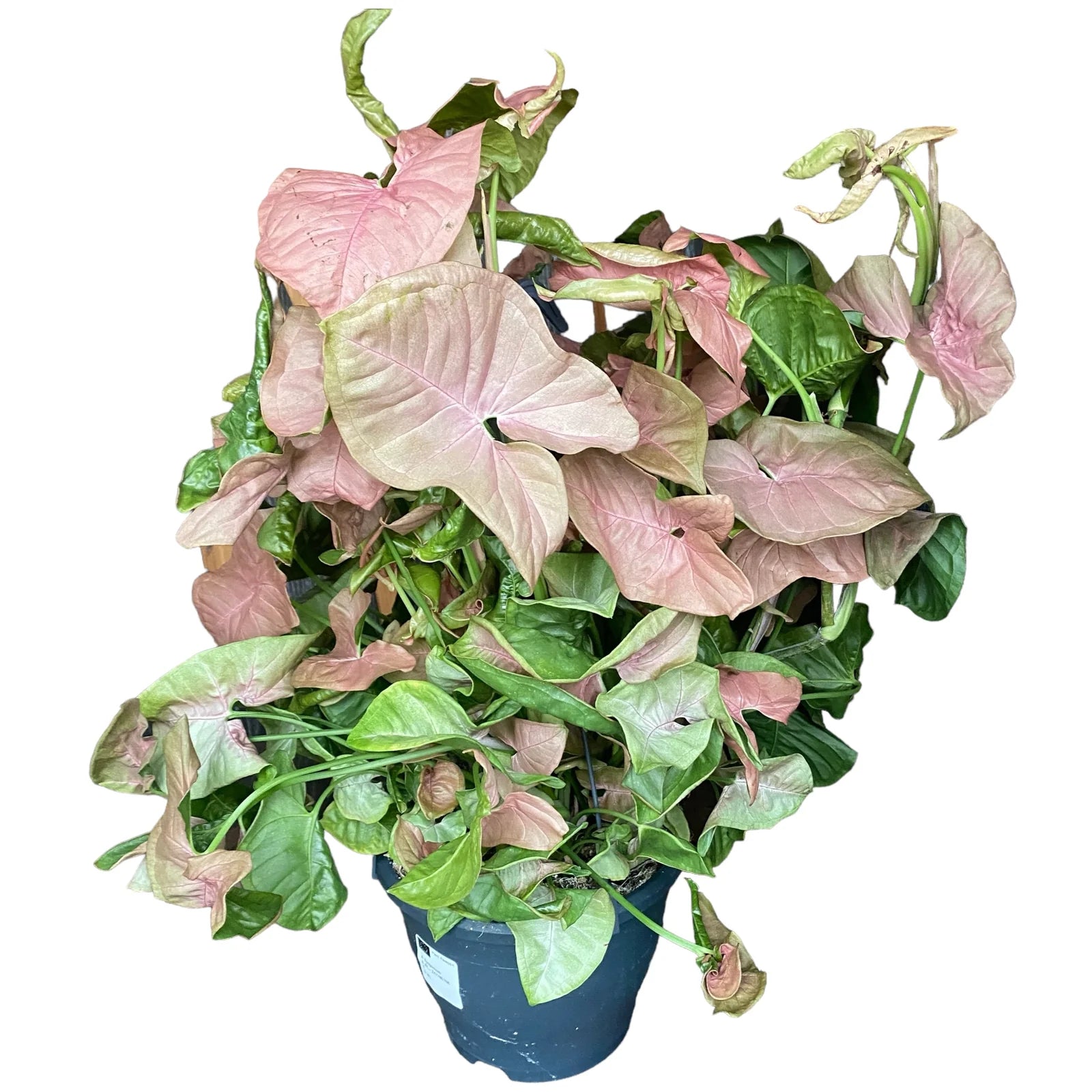 Syngonium Red Heart 16 CM
