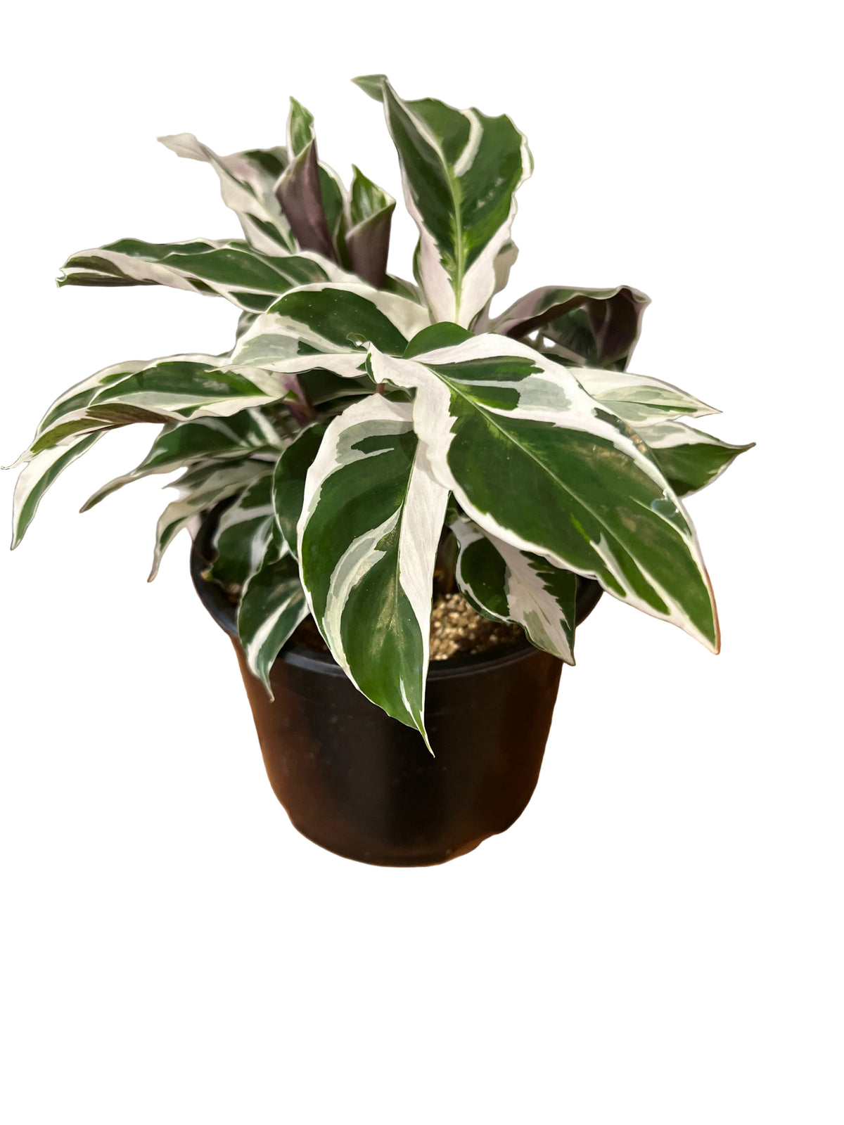 Calathea White Fusion 14cm
