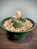Cacti Plant Set