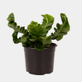 Asplenium Nidus Cobra 14 CM