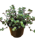Callisia Bubbles 14CM