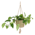 Indoor Hanging Basket