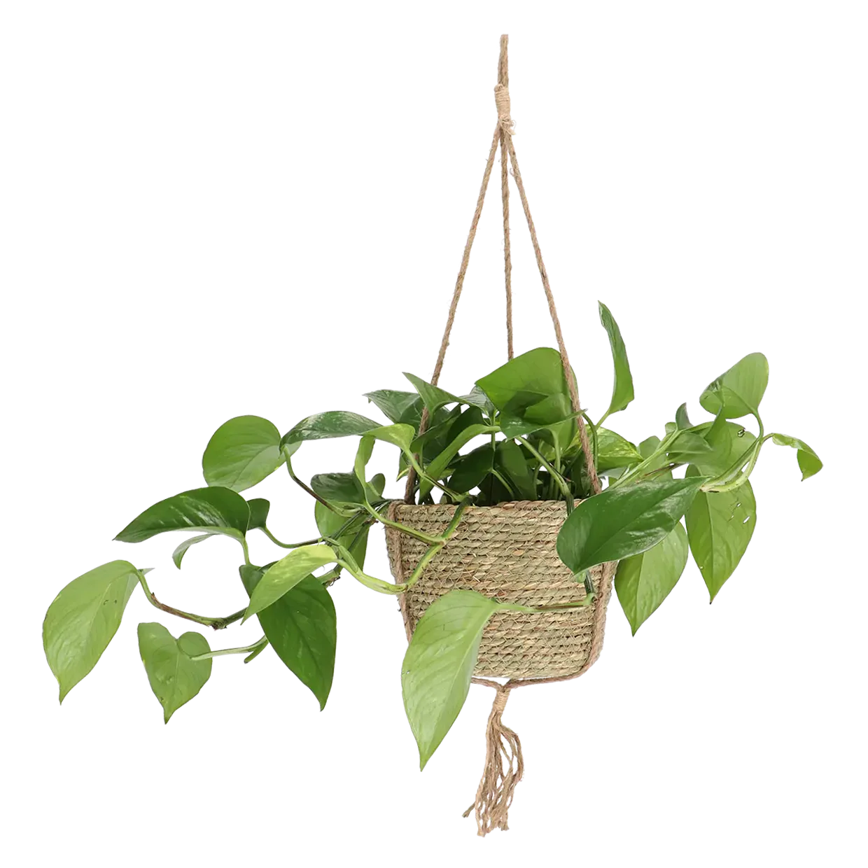 Indoor Hanging Basket