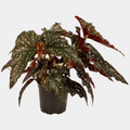 Begonia Black Forest 14 CM